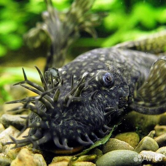 Сом анциструс