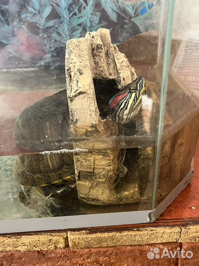 Отдам бесплатно