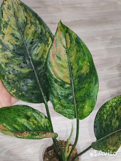 Аглаонема Маха Хенг