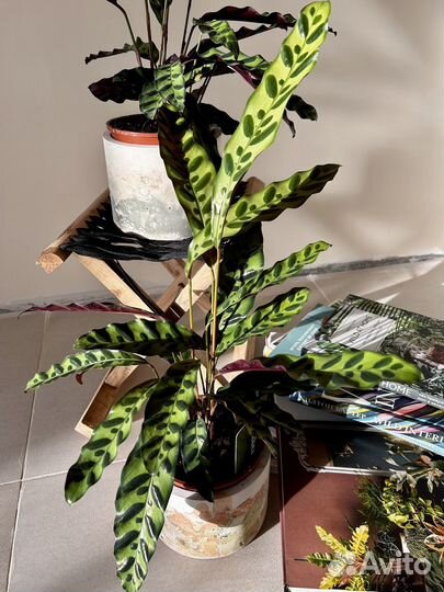 Калатея лансифолия