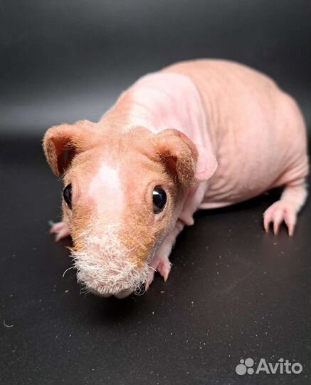 Девочка скинни свинка