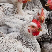 Мастер грей инкубационные яйцо, цыплята