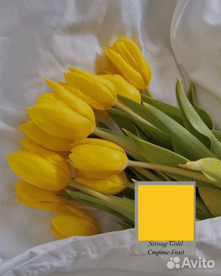 Тюльпаны крупные премиум класса