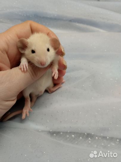 Крысятки.(молочные). клетки