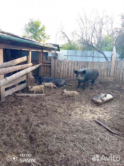 Поросята дикого кабана