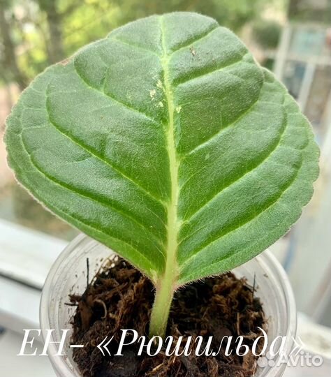 Сортовая глоксиния