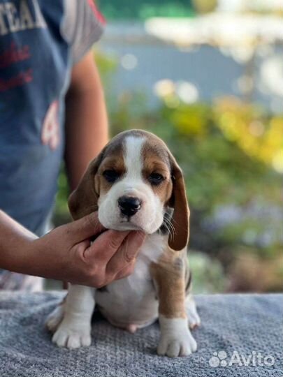 Щенки бигль