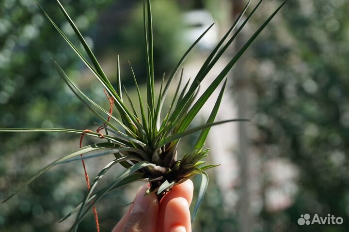 Коллекция атмосфеерных тилландсий