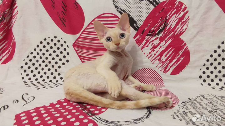 Котята девон-рекс