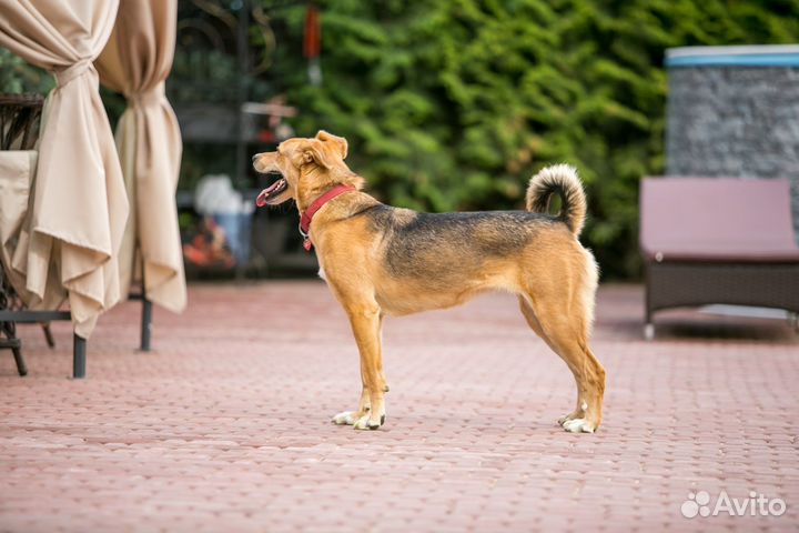 Собаки бесплатно