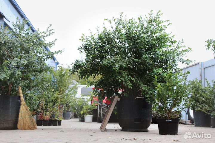 Саженцы голубики от производителя опт и розница