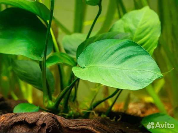 Гуппи,анцитрусы,анубиас