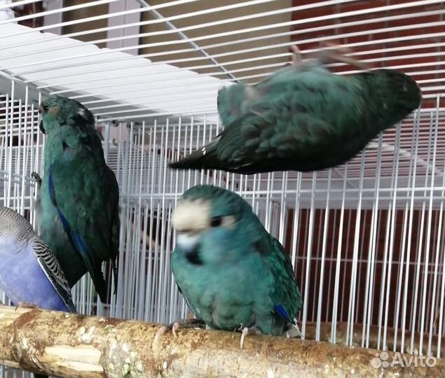 Попугай какарик и другие