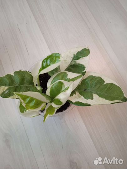 Сциндапсусы, эпипремнумы