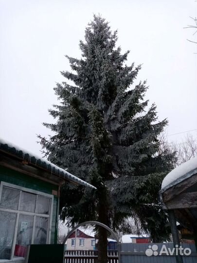 Ель обыкновенная