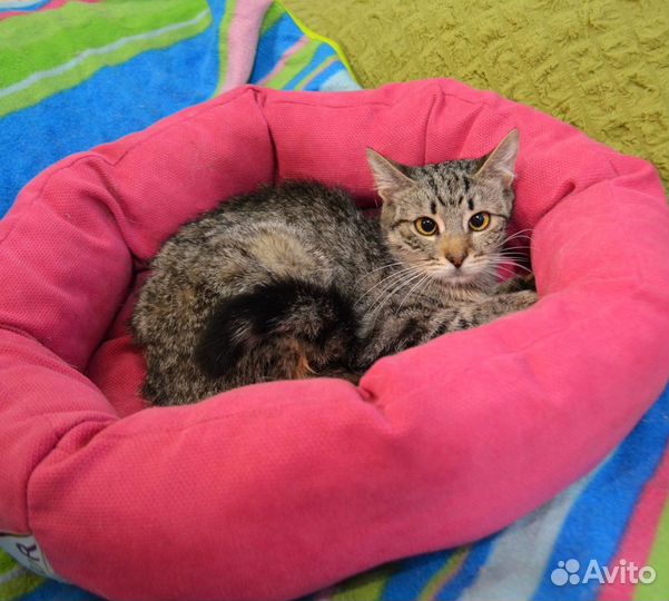 Кошечка Рейчел чувствительная скромница в дар