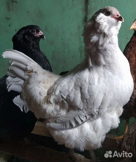 Амераукана билефельдер, синь синь дянь