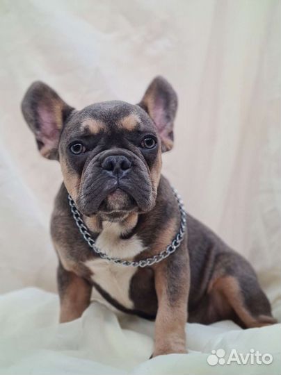 Blue and TAN Frenchie Французский бульдог Mini