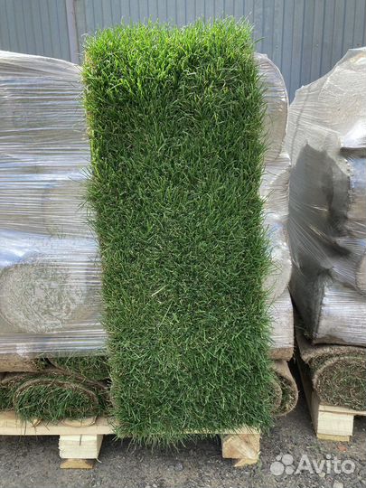 Рулонный газон продажа/укладка