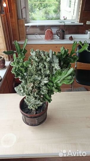 Эуфорбия Лактея Кристата