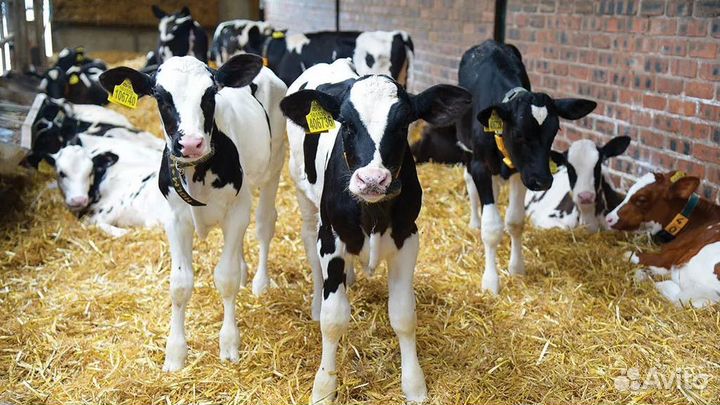 Телята бычки телки