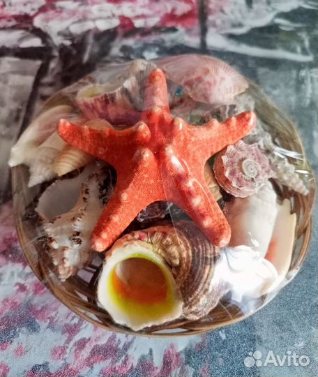 Набор ракушек