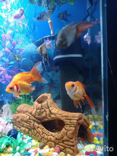 Аквариум