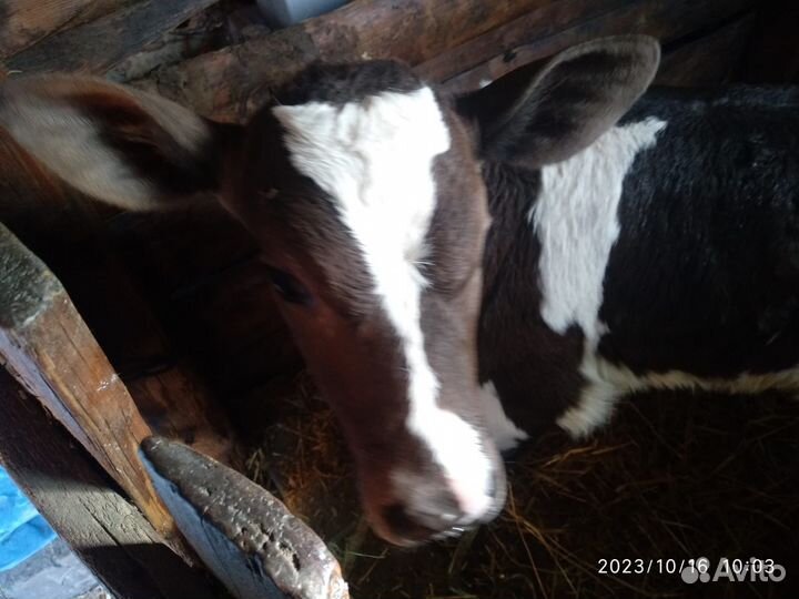 Тёлка. Телушка. Две недели