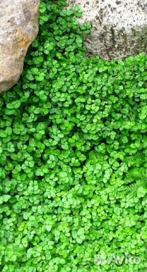 Почвопокровные растения