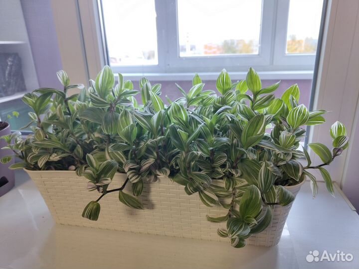 Традесканция