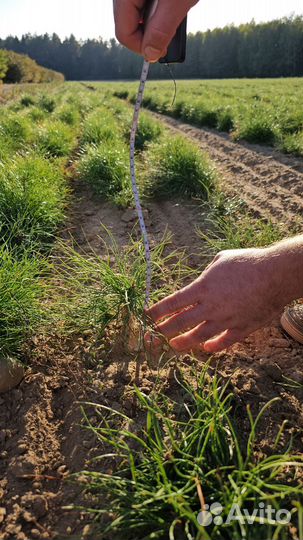 Сеянцы сосны обыкновенной окс