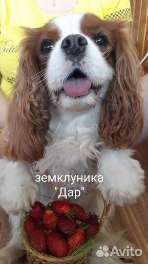 Осень. Саженцы сортовой клубники