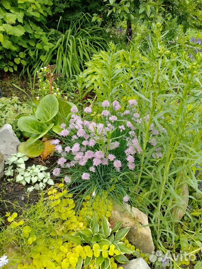 Молодило каменная роза