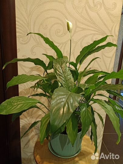Спатифиллум