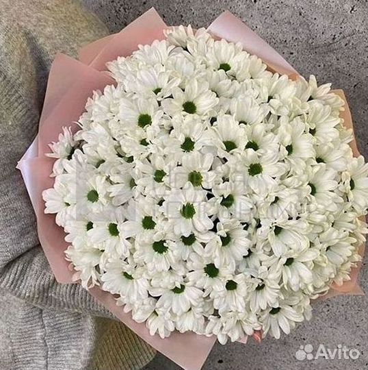 Хризантема