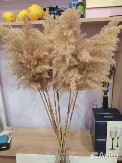 Пампасная трава