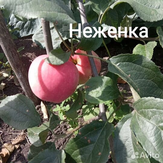 Саженцы яблони