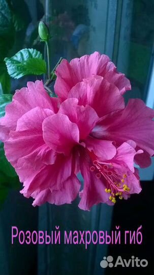 Гибискусы разные