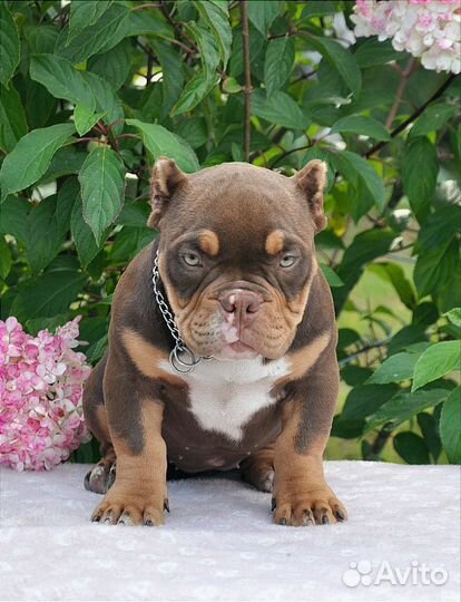 Булли девочка