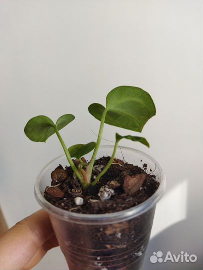 Антуриум сильвер блаш детки