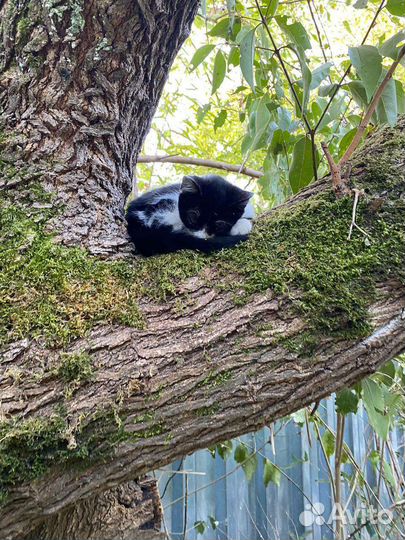 Кошка в дар