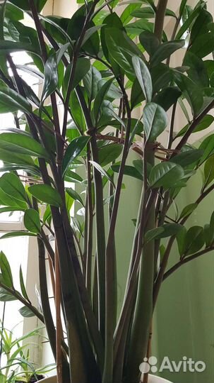 Замиокулькас (долларовое дерево)