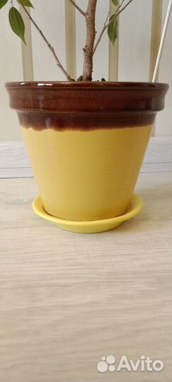 Фикус Бенджамина