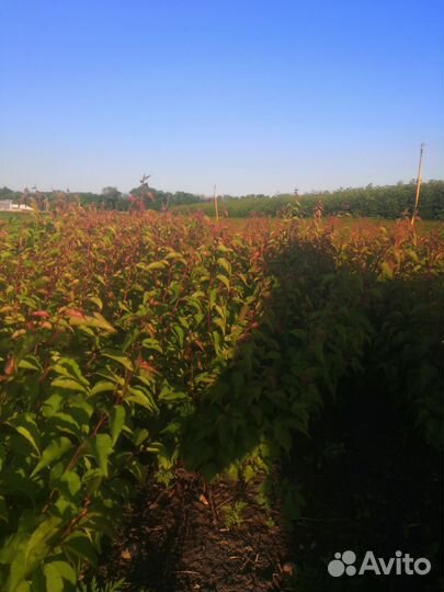 Посадочный материалы