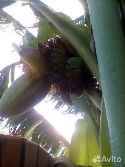 Саженцы годжи,банана,гейхеры