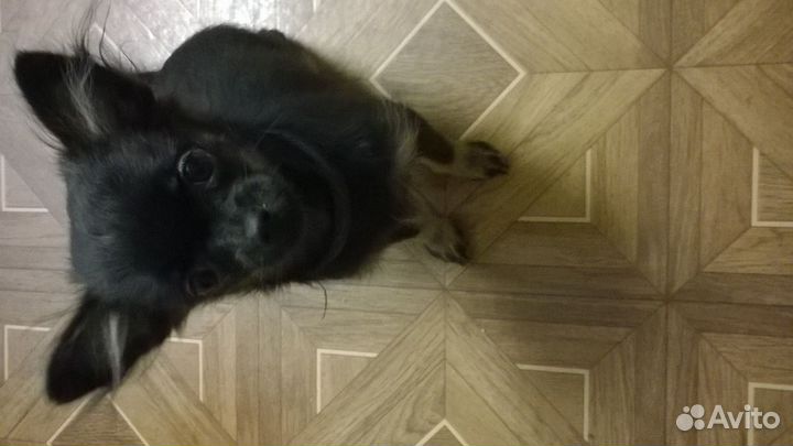 Чихуахуа
