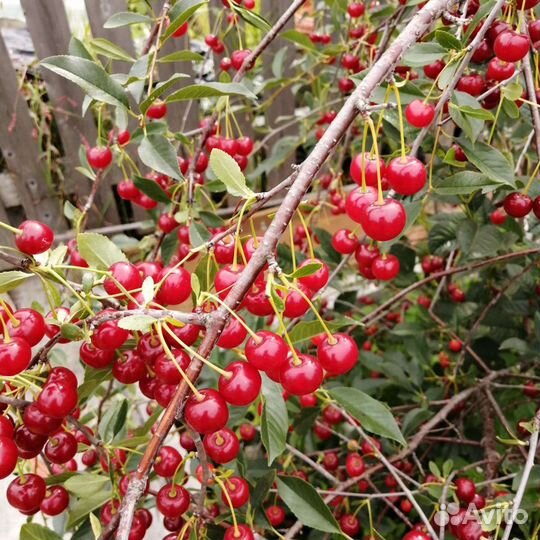 Саженцы вишни