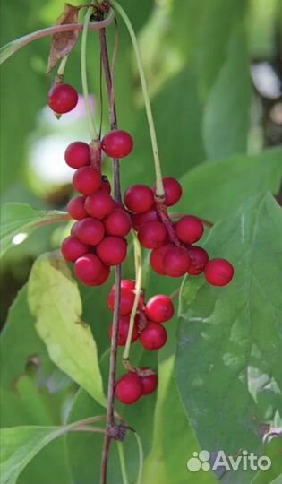 Лимонник китайский саженцы