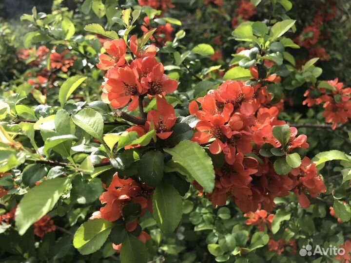 Айва японская саженцы (Хеномелес)