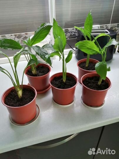 Спатифиллум